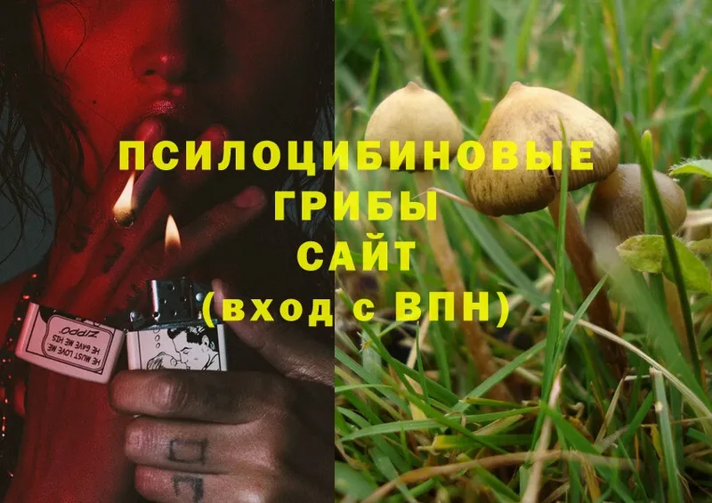 Галлюциногенные грибы Magic Shrooms  Знаменск 